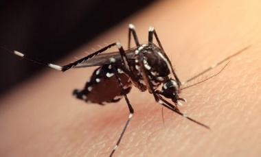 Dengue: se estanca el número de casos en la provincia, pero advierten demoras en la notificación