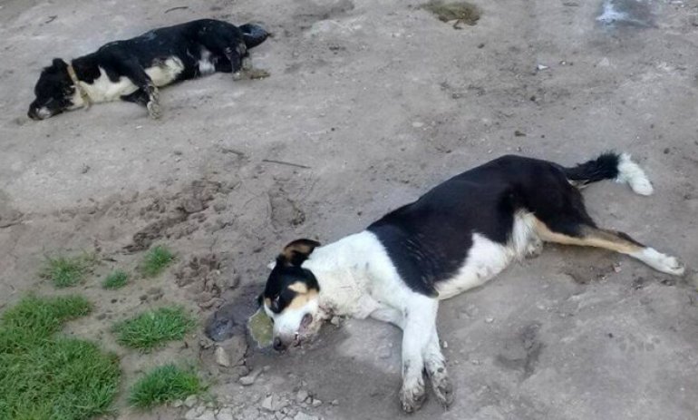 Matanza de perros en Del Viso: envenenaron a 13 animales