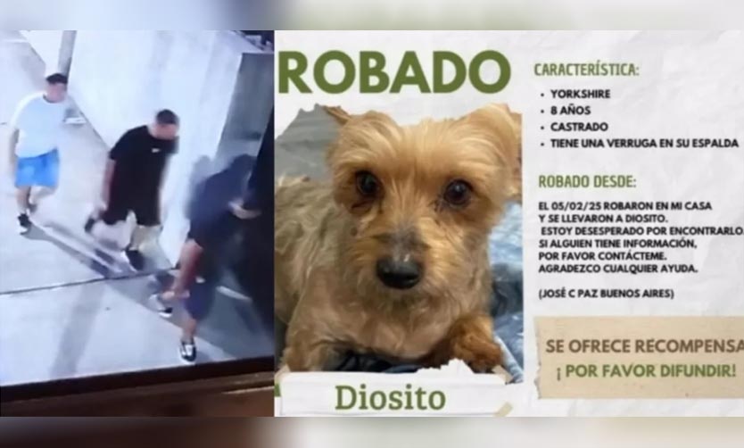 Robo a una casa de José C Paz: golpearon brutalmente a la dueña y se llevaron a su perro