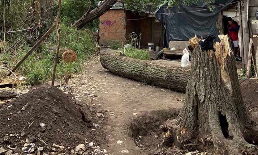 Familias piden de manera urgente que poden árboles ante el peligro de caída
