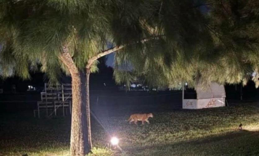 Volvió a aparecer un puma en un barrio cerrado de Pilar