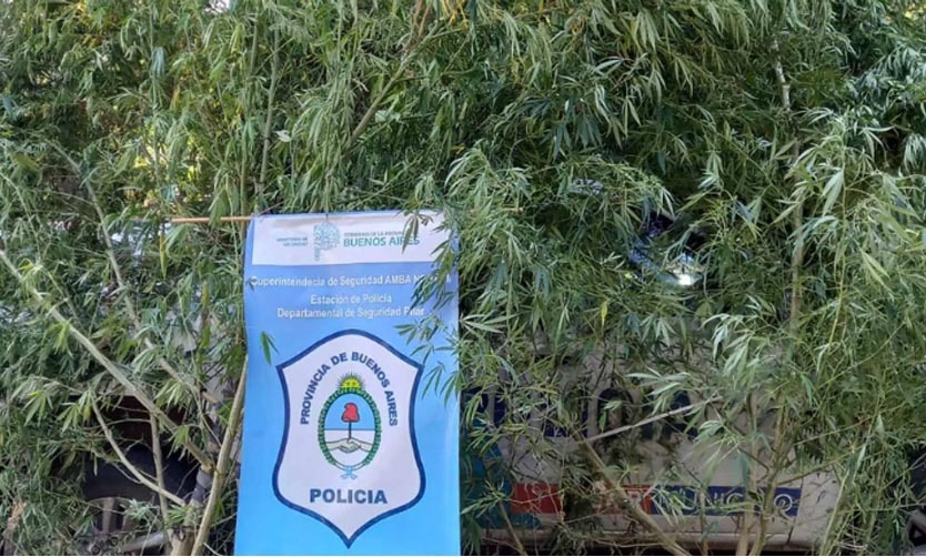 La Policía desbarató un vivero de marihuana: secuestraron 230 kilos de esa droga