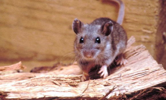 Alerta por la posible aparición de casos de enfermos por hantavirus