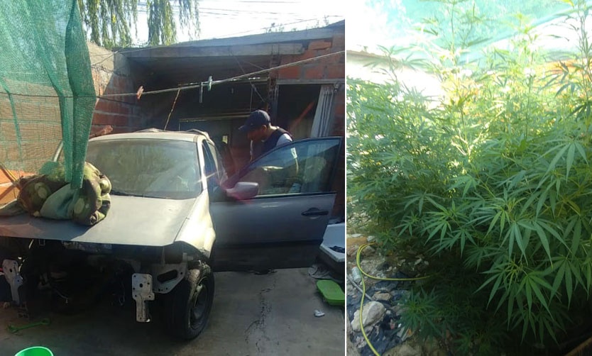 Allanan desarmadero clandestino y encuentran más de 50 plantas de marihuana