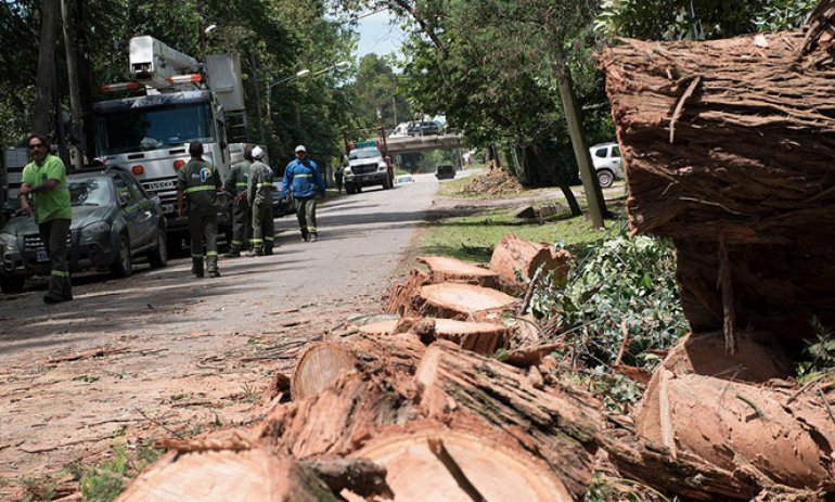 Tras la tormenta, el Municipio y EDENOR salieron a remover árboles y restablecer la luz