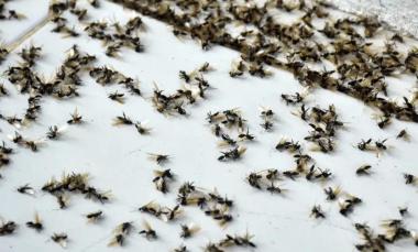 Hormigas voladoras invaden el Área Metropolitana de Buenos Aires