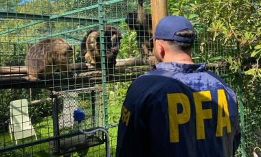 La Policía Federal recuperó ejemplares de monos aulladores en cautiverio