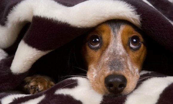 Pirotecnia: El Colegio de Veterinarios bonaerense brinda consejos para cuidar a las mascotas