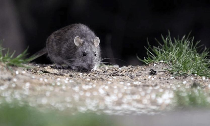 Hantavirus: murió una nena y ya son cuatro las víctimas fatales en PBA