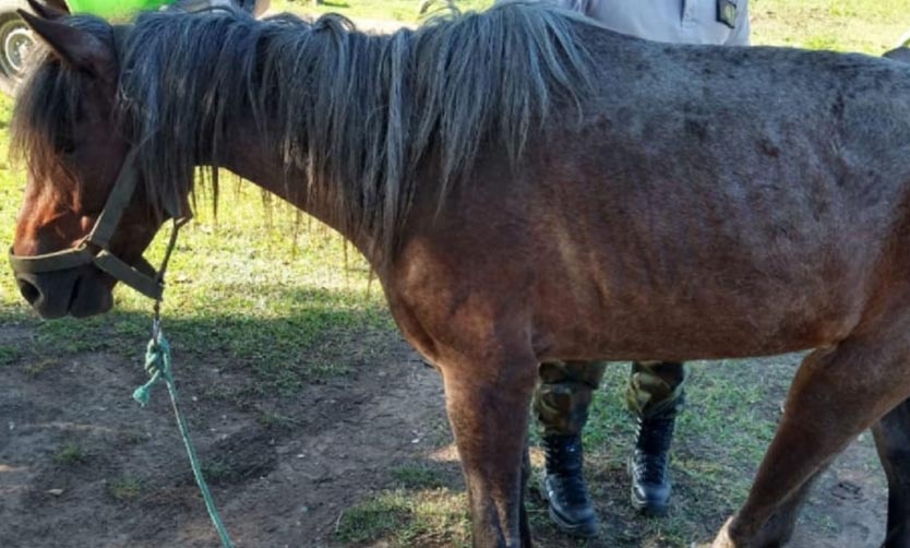 Detienen a una pareja acusada de maltrato animal