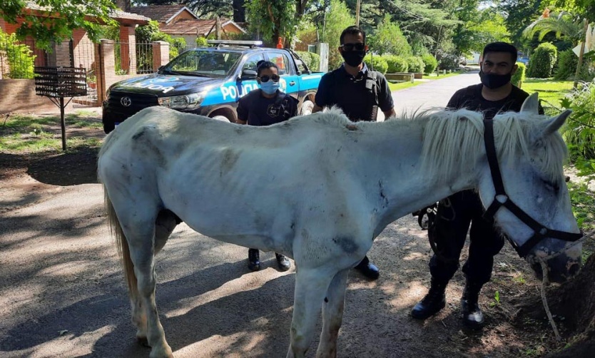 Rescatan a un caballo que era maltratado