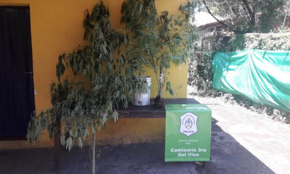 La policía incautó 1,5 Kg de marihuana fraccionada y 4 plantas de cannabis