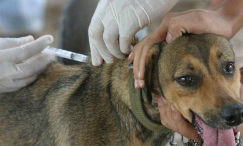 Vacunarán perros y gatos en un barrio de Derqui