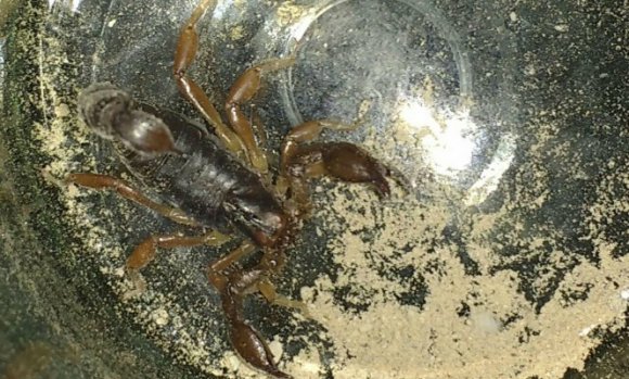 Comienzan a aparecer alacranes y recomiendan extremar los cuidados para evitar picaduras