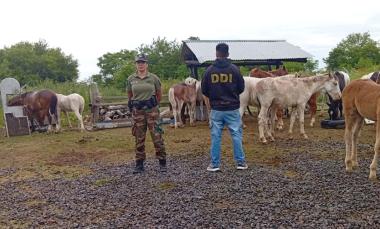 Nuevo detenido en causa por robo de caballos: recuperan 58 equinos