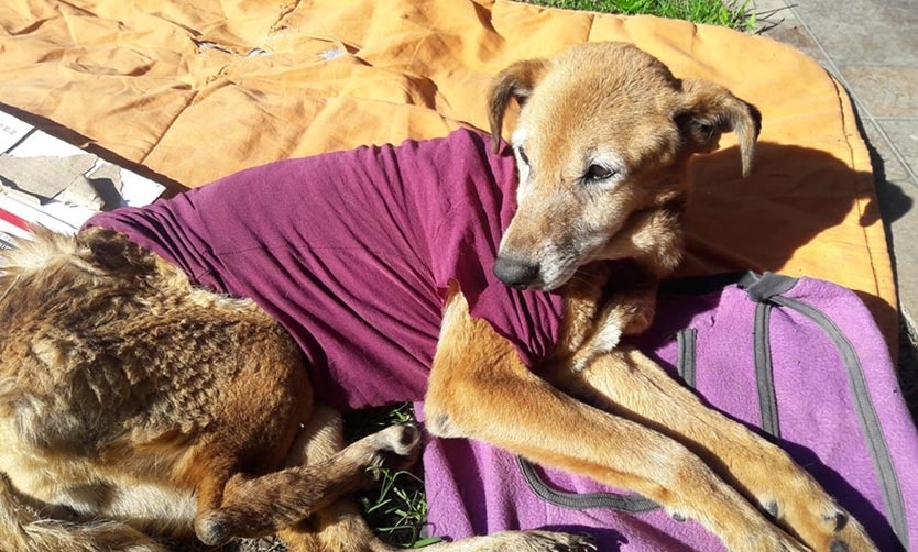 Refugio pide ayuda para poder continuar con la asistencia a 150 perros